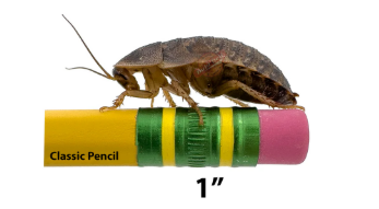 1 inch dubia roach on a pencil