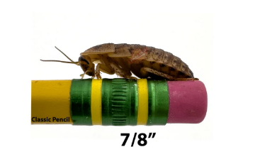 7/8 inch dubia roach on a pencil