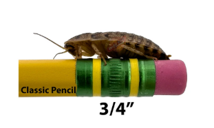 3/4 inch dubia roach on a pencil