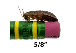 5/8 inch dubia roach on a pencil eraser
