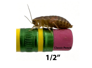 1/2 inch dubia roach on a pencil eraser