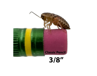 3/8 inch dubia roach on a pencil eraser